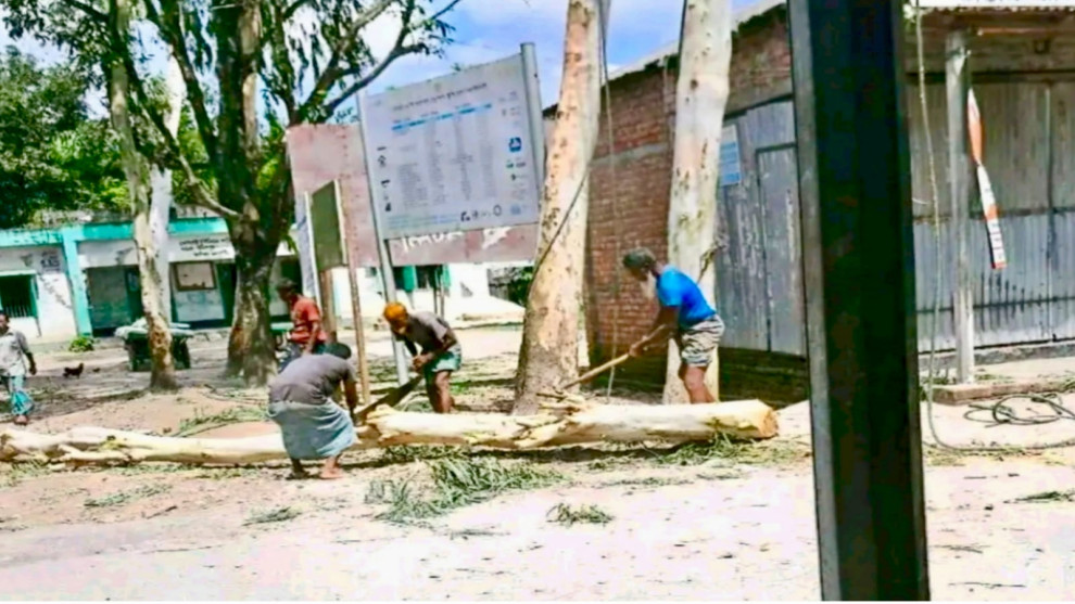 ইউপি চেয়ারম্যানের বিরুদ্ধে সরকারি গাছ কাটার অভিযোগ
