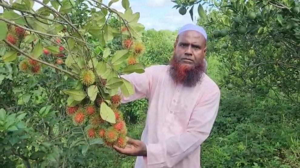 পানছড়ি ও মাটিরাঙ্গা উপজেলার ঝর্ণাটিলার ১০০ একরের বাগানে লাল-হলুদ রাম্বুটানের রঙিন উৎসব