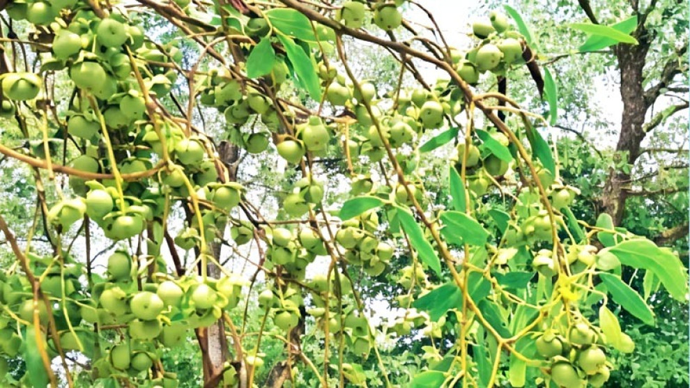 সুন্দরবনের কেওড়া ফল ঘিরে উপকূলে নতুন অর্থনৈতিক সম্ভাবনা
