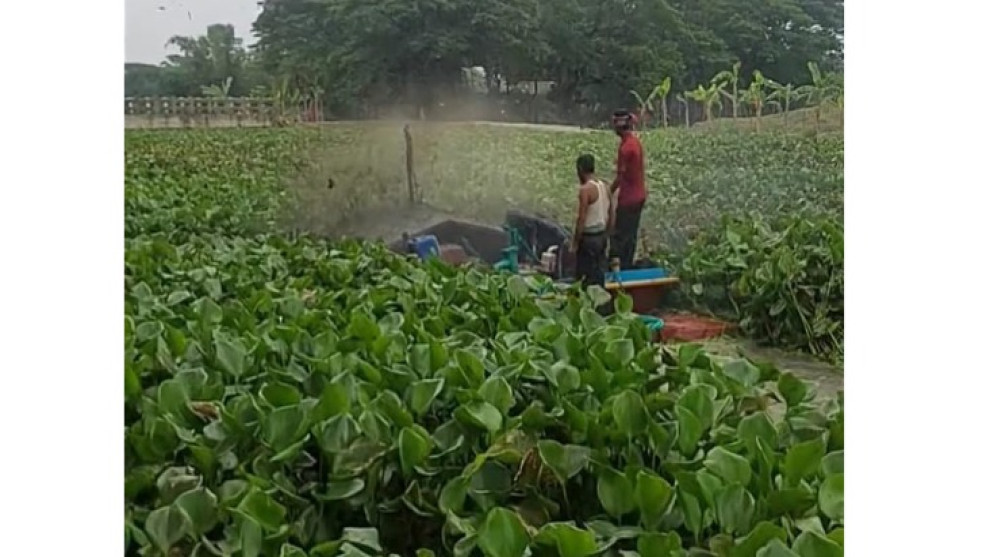 আমতলীতে কচুরীপানা পরিষ্কারে অনিয়মের অভিযোগ