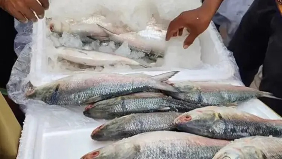দুর্গাপূজায় আবারও বাংলাদেশের ইলিশ চায় ভারত