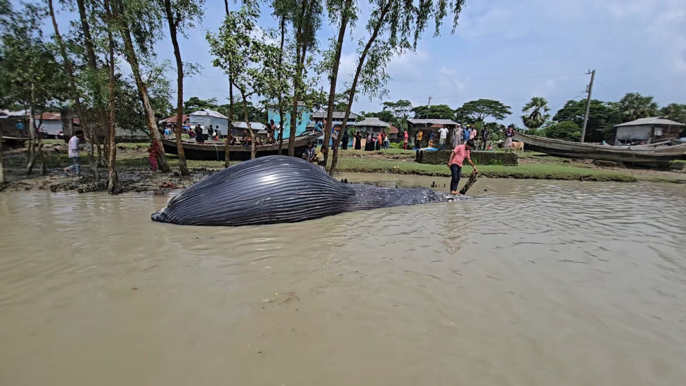 বরগুনার তালতলীর নদীতে ৩২ ফুটের মৃত তিমি, উৎসুক মানুষের ভিড়