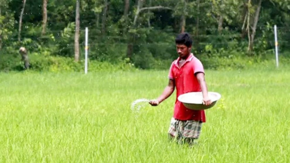 রাজশাহীর কেশরহাটে সার ডিলার নিয়োগে সন্তুষ্ট কৃষকেরা, সরকারকে সাধুবাদ