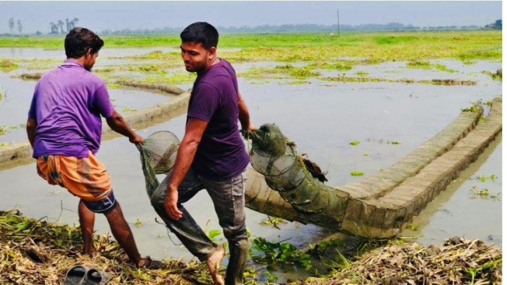 চলনবিলে চায়না দুয়ারির ফাঁদ, পোনা থেকে বড় মাছ—কিছুই রেহাই পাচ্ছে না