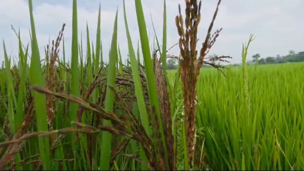 পানছড়িতে পরীক্ষামূলকভাবে ব্ল্যাক রাইস চাষ, নতুন সম্ভাবনা দেখছেন কৃষক